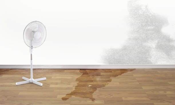 Best Flood restoration services  in Mountlake Terrace, WA